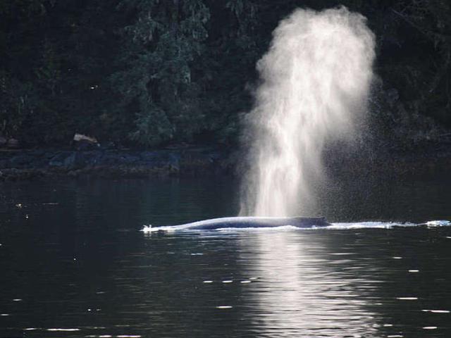 Cruise Alaska, see alaska wildlife, including the great humpback whale breach and play in the water.