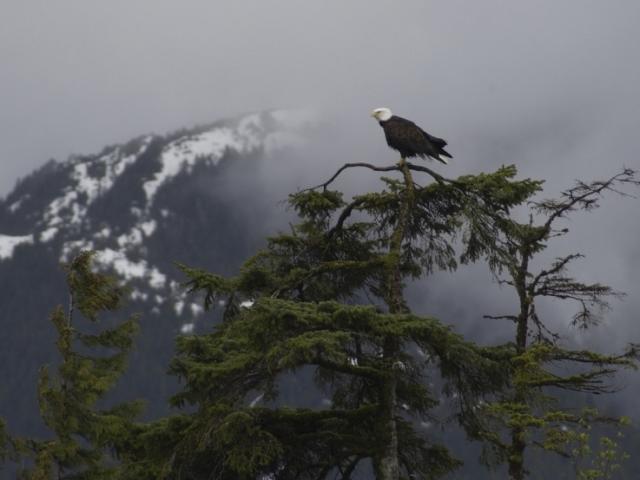This is an image of a bald eagle in Alaska.