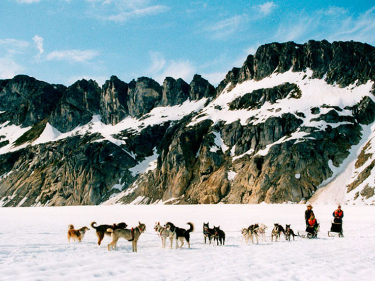 Dogsledding Team in Skagway, Alaska