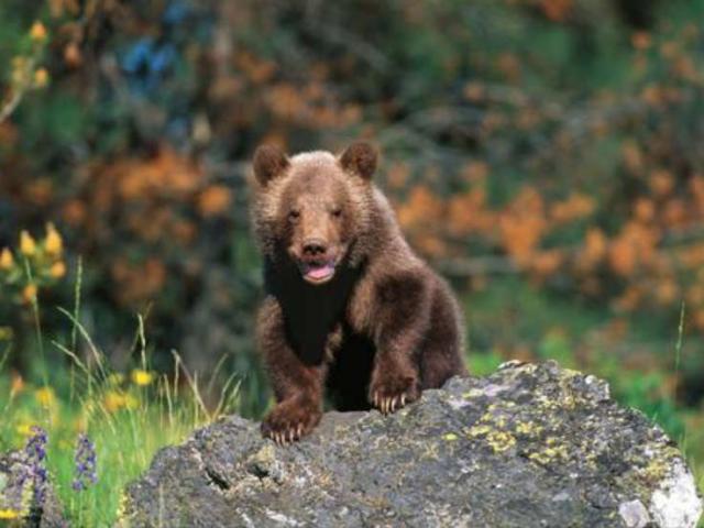 Grizzly bears are a thrilling sight for an Alaskan cruise tour through Denali National Park.