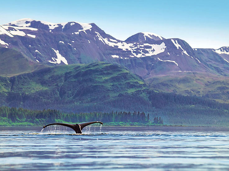 Whales swimming against a beautiful Alaskan backdrop