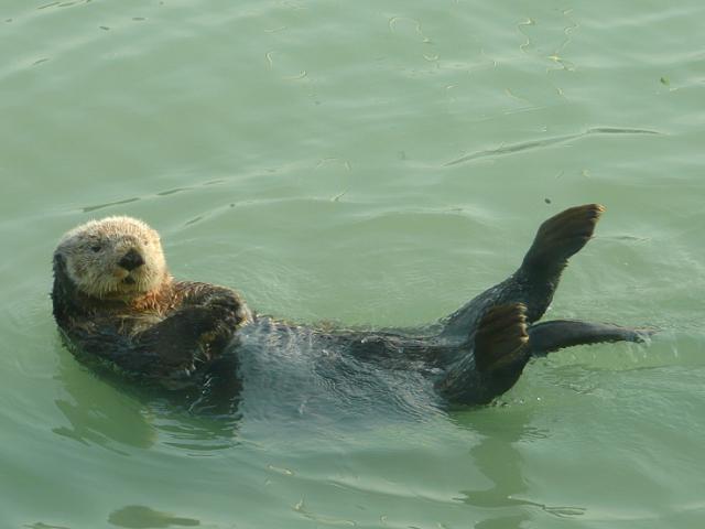 On your next Alaskan cruise, view sea otters in their natural, cold-water habitats.