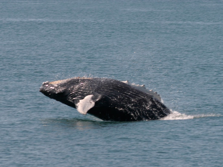 Humpback whale watching, Montague Island, Montague straits, Prince William Sound, Alaska